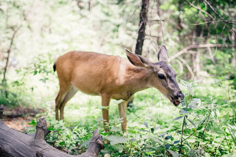 Trees, Shrubs, And Flowers That Deer Won't Eat! Earth Development